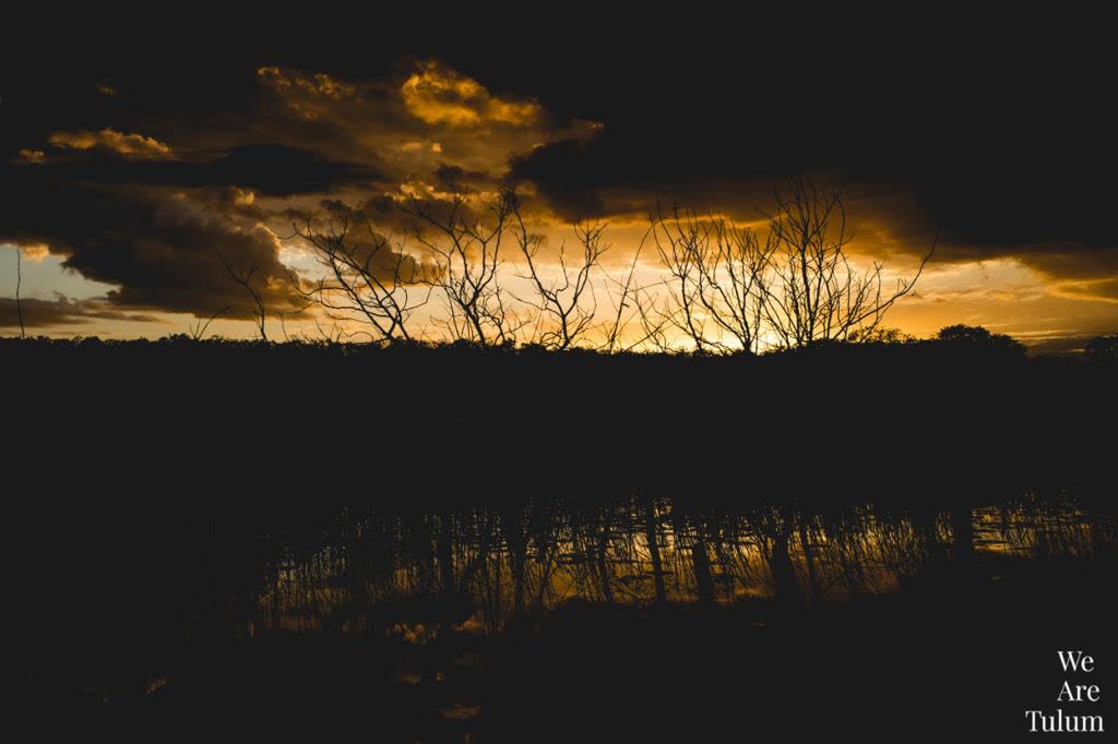 Atardecer sobre el humedal de Tulum, con los árboles secos recortados contra el cielo